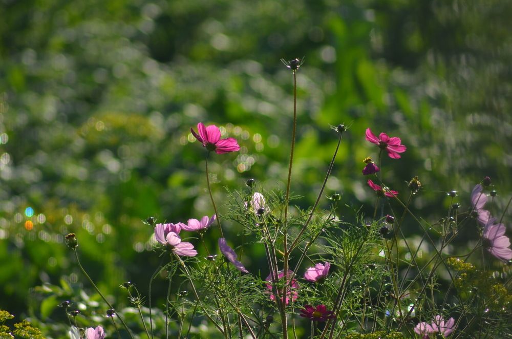 Photograph by Галина Карманова