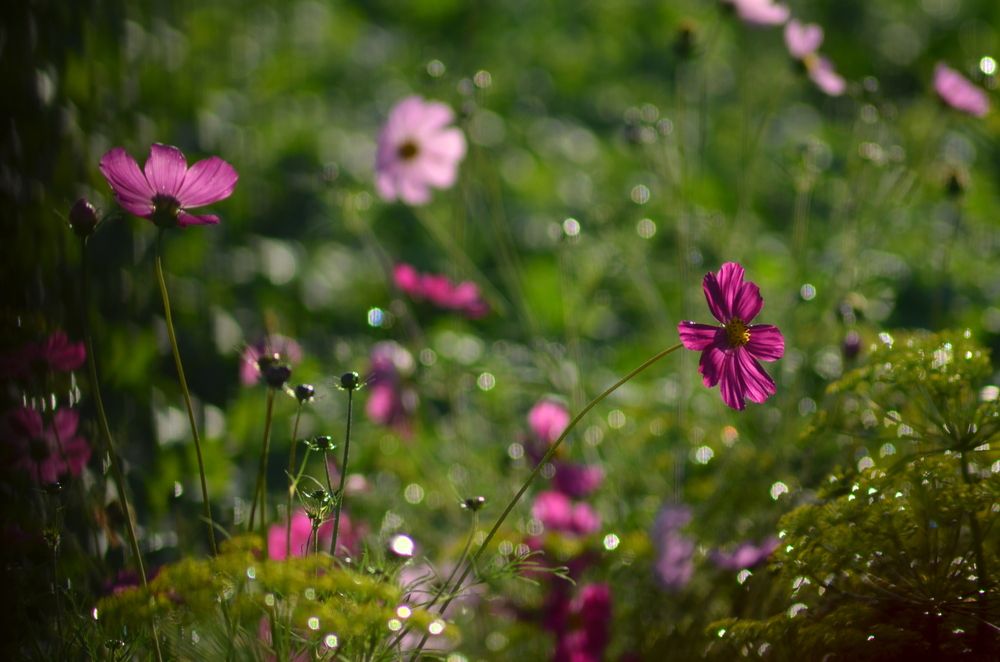 Photograph by Галина Карманова