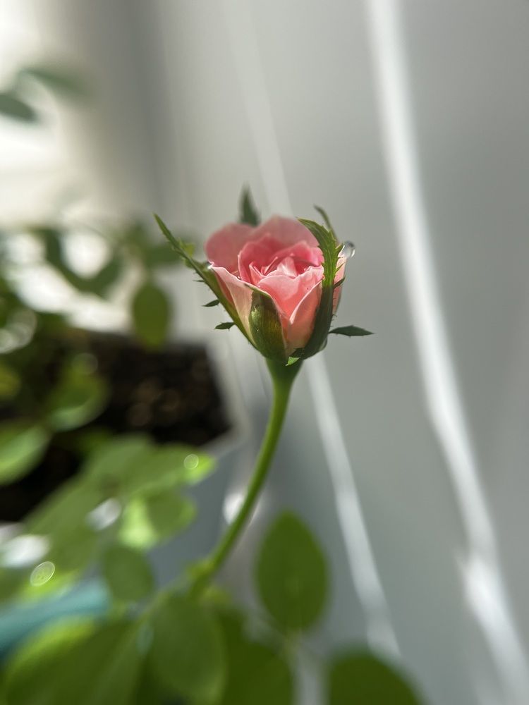 Photograph by Olga Matiashova