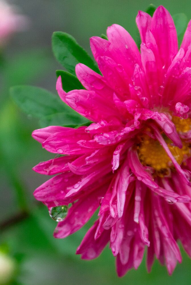 После дождя