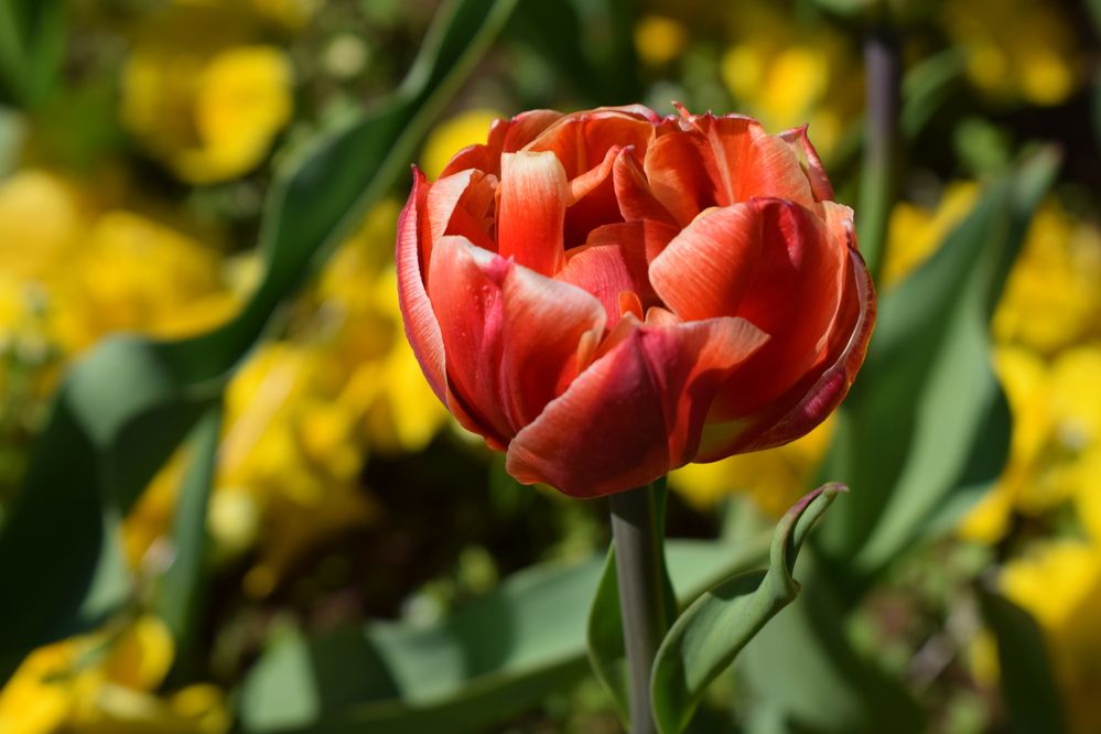 Photograph by Vyacheslav Popov