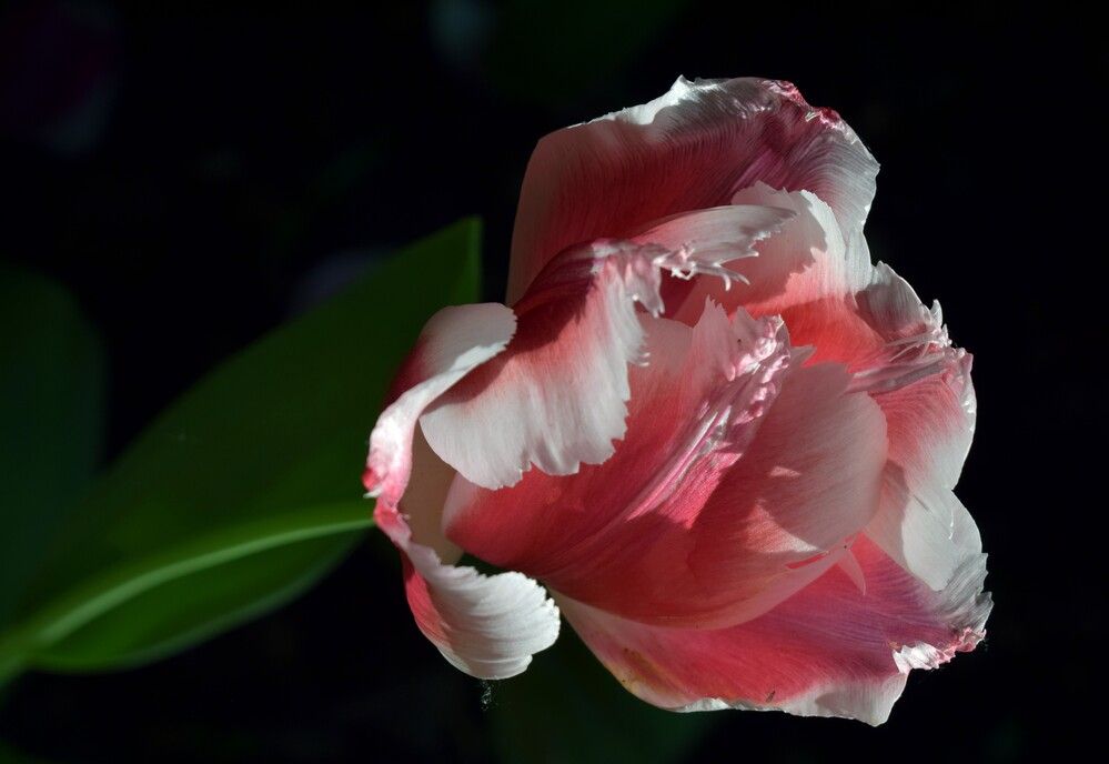 Photograph by Vyacheslav Popov