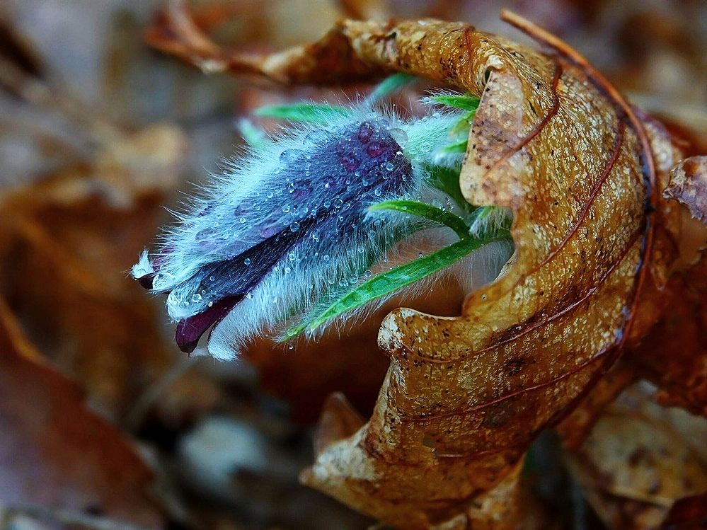 Весеннее пробуждение.