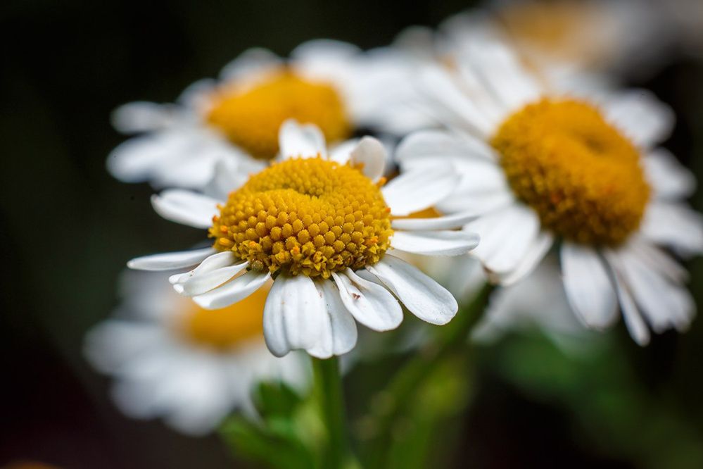 Photograph by Денис Будняк