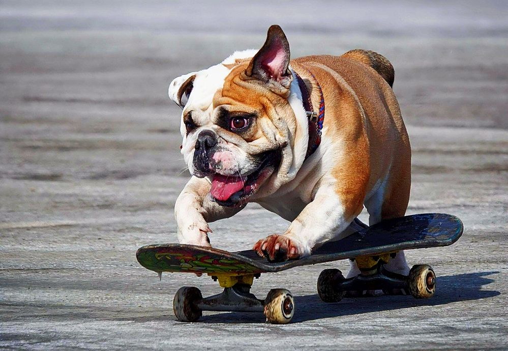 Бегать хорошо, а кататься лучше!