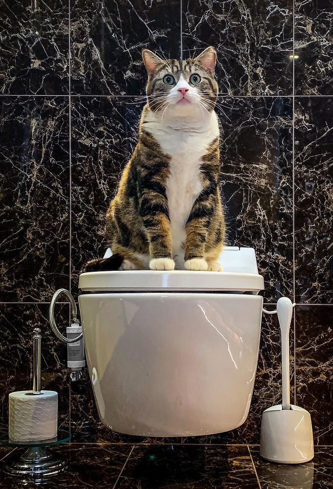 Кот на унитазе