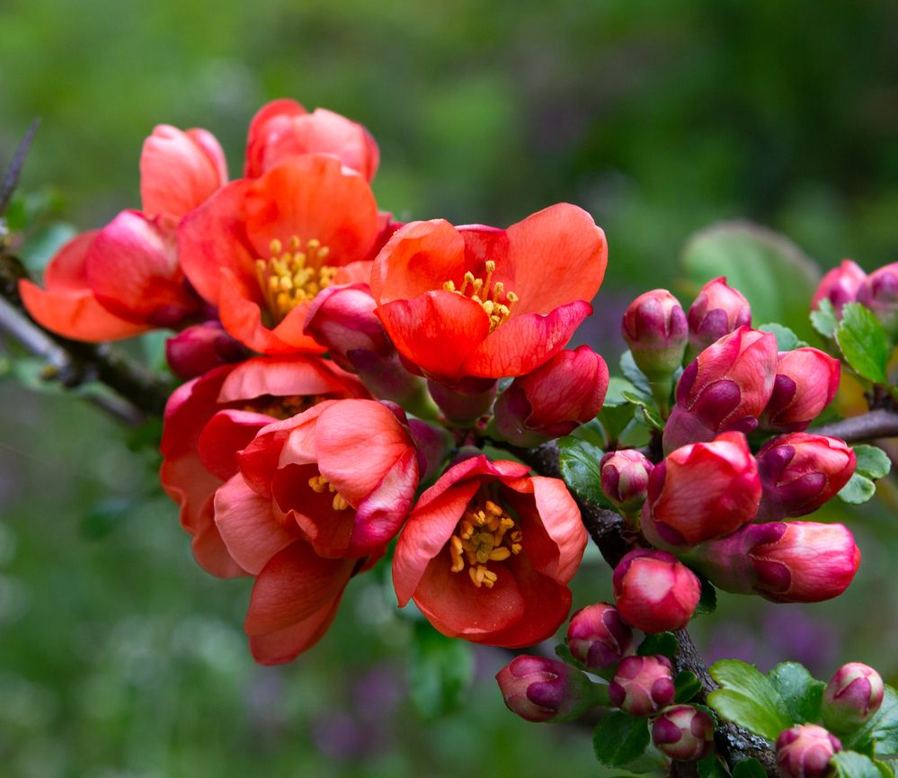 Photograph by Диана Бородзе