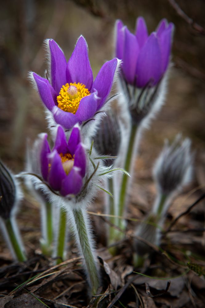 Photograph by Диана Бородзе