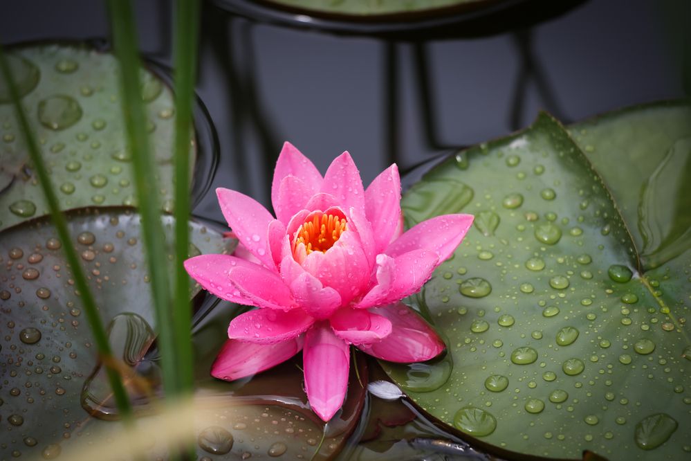 Photograph by Диана Бородзе