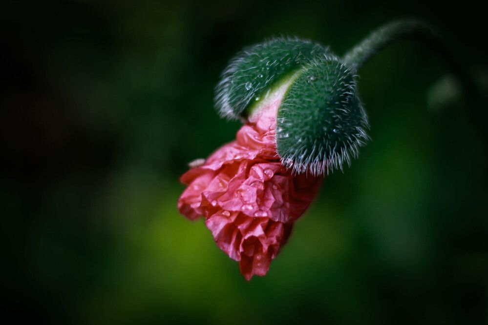 Photograph by Любовь Иванова