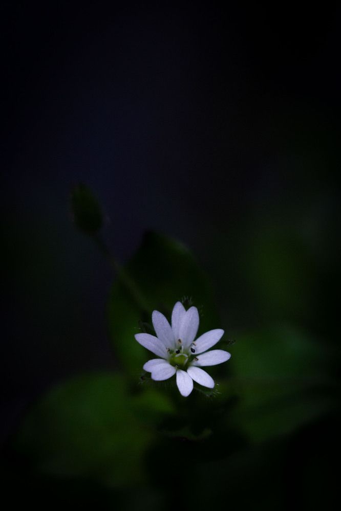 Photograph by Дина Переверзева