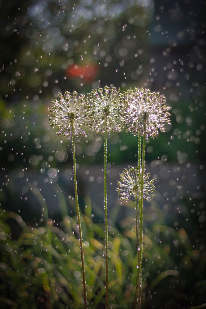 Photograph by Любовь Иванова