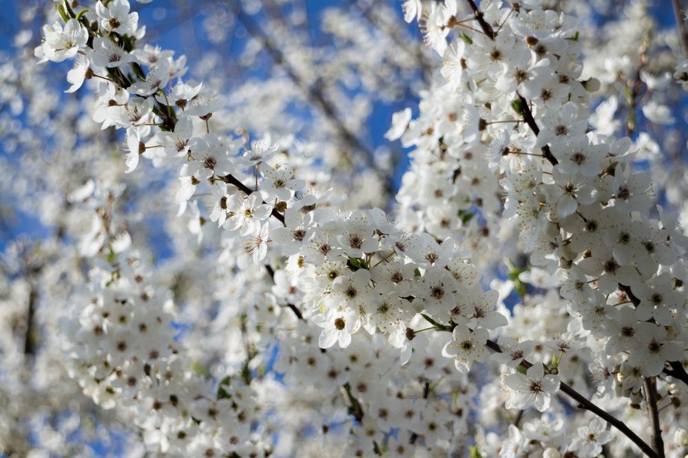 Photograph by Ivangelion [JS]