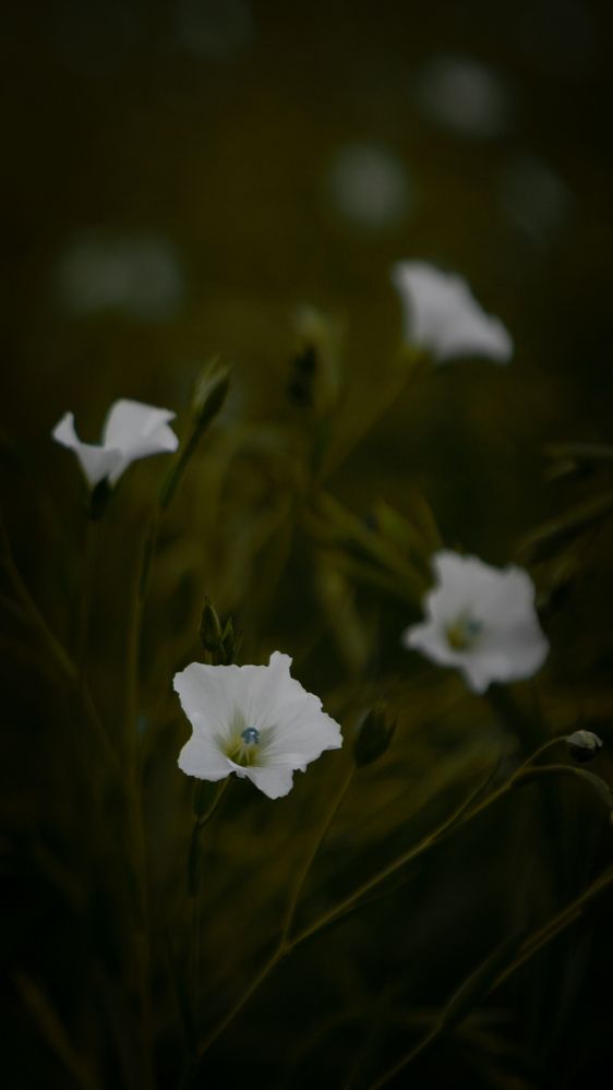 Photograph by ANDREY KISELYOV