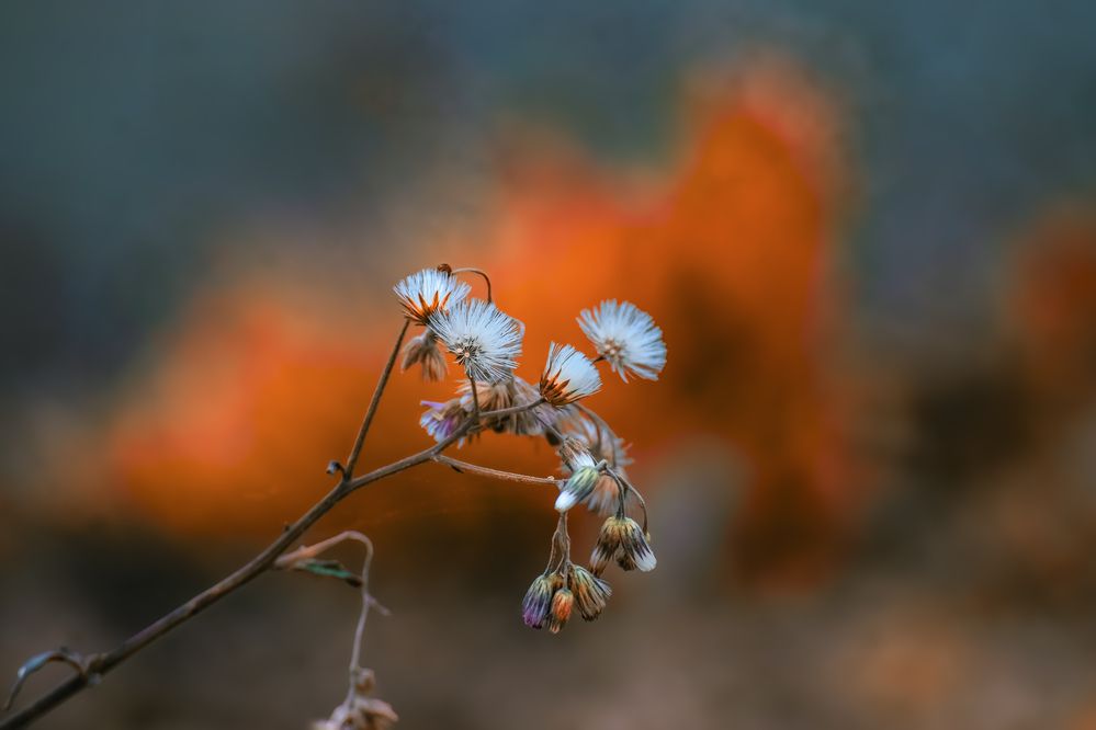 Photograph by Souvik Bhattacharyya