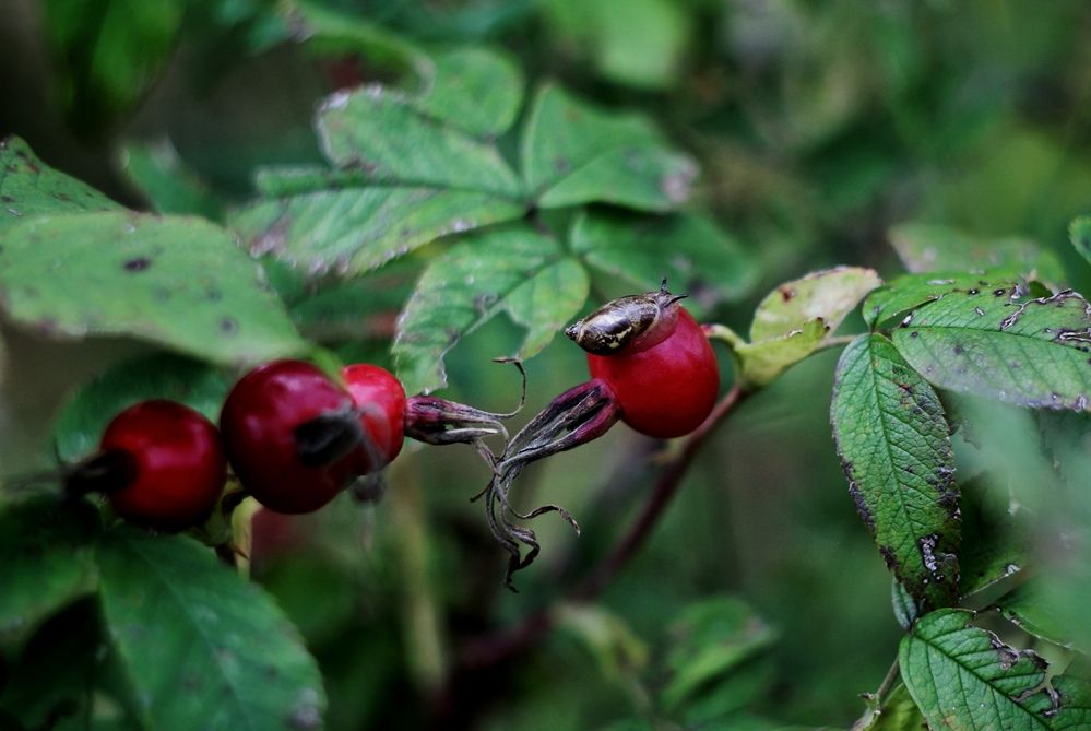 Янтарка в шиповнике