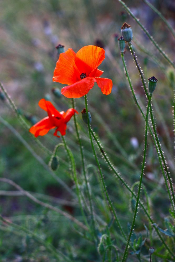 Фотография автора Татьяна Сергиенко