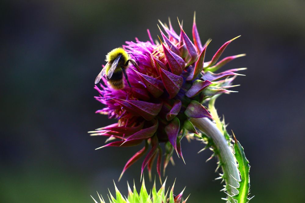 Фотография автора Татьяна Сергиенко
