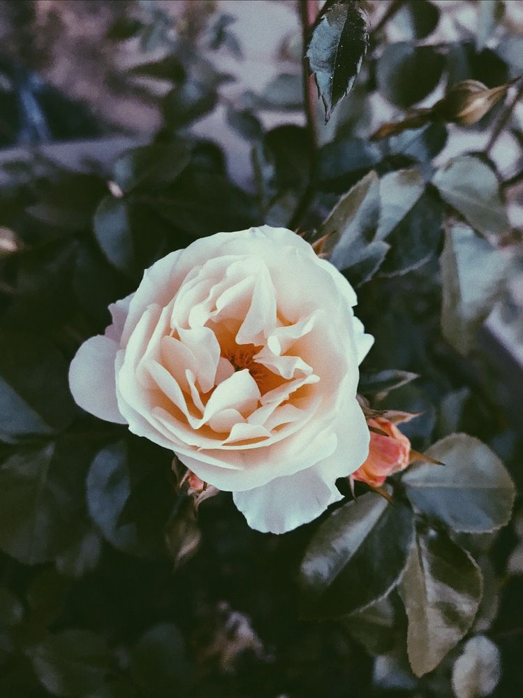 Photograph by Сергей Бойко