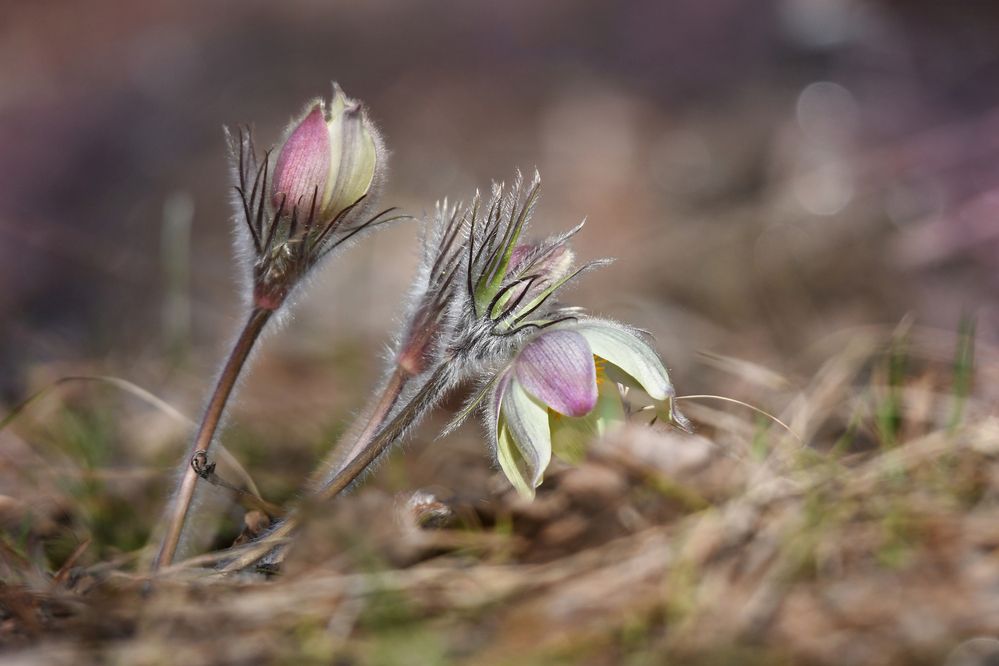 Пушистый прострел