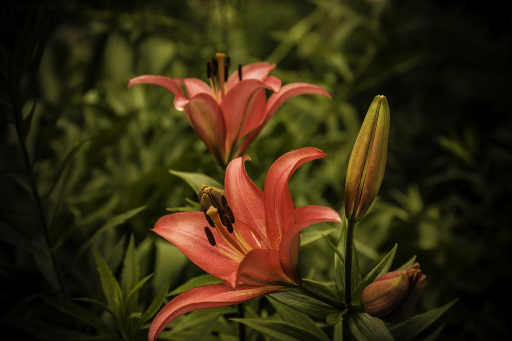 Фотография автора Михаил Лупина