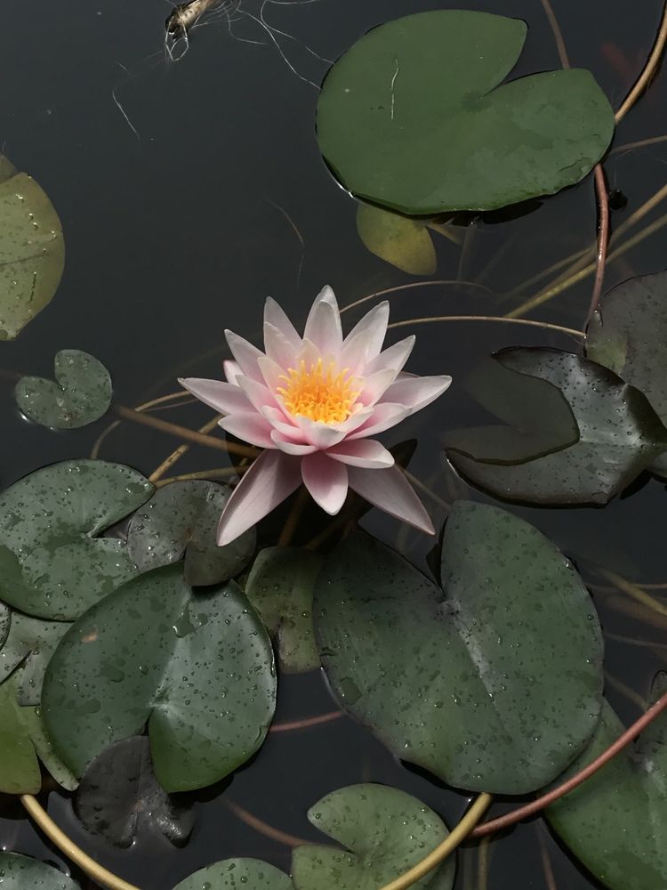 Photograph by Ольга Солодилова