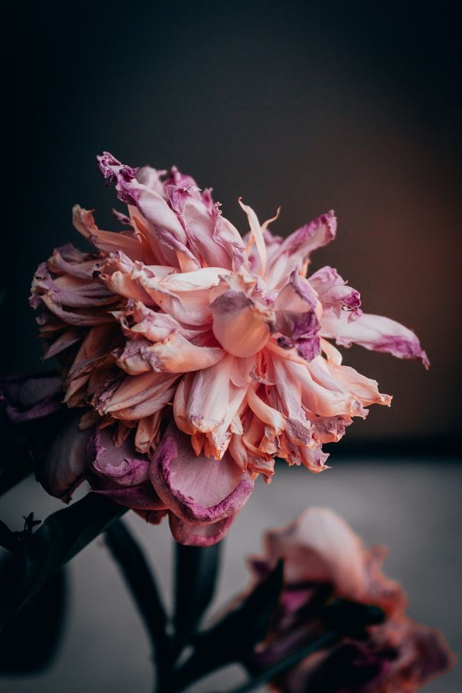 Увядший пион