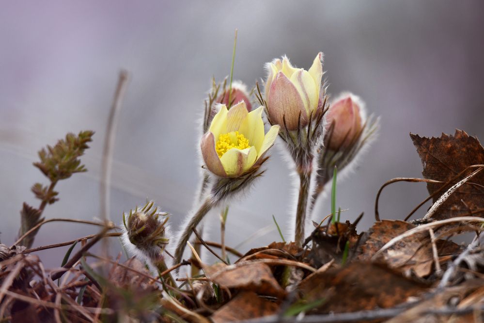 Майский прострел