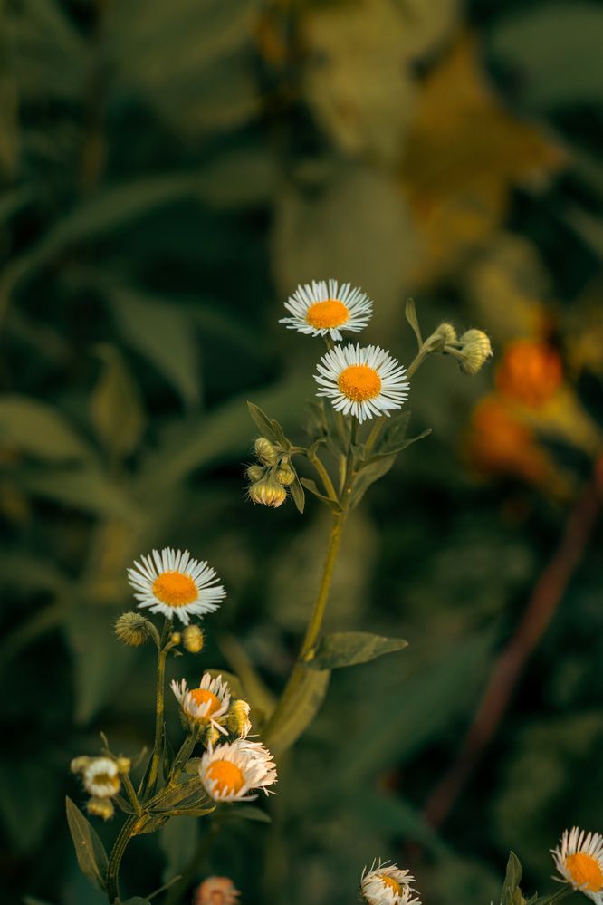 Photograph by Diony Alexander Sánchez Estevez