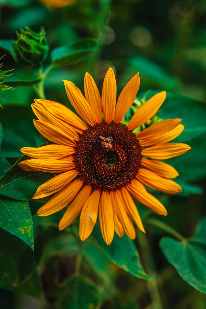 Photograph by Diony Alexander Sánchez Estevez