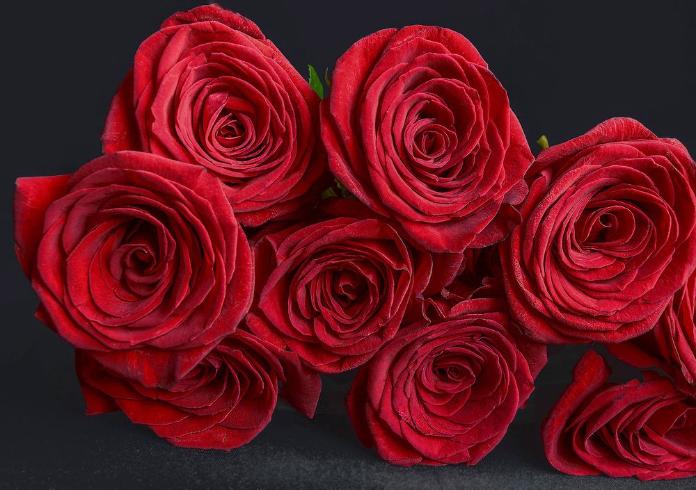 Красные розы.