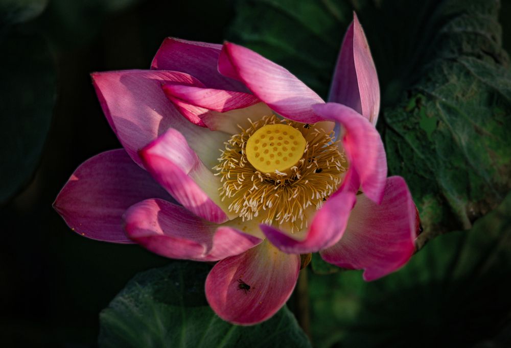 Photograph by TON BAO VAN