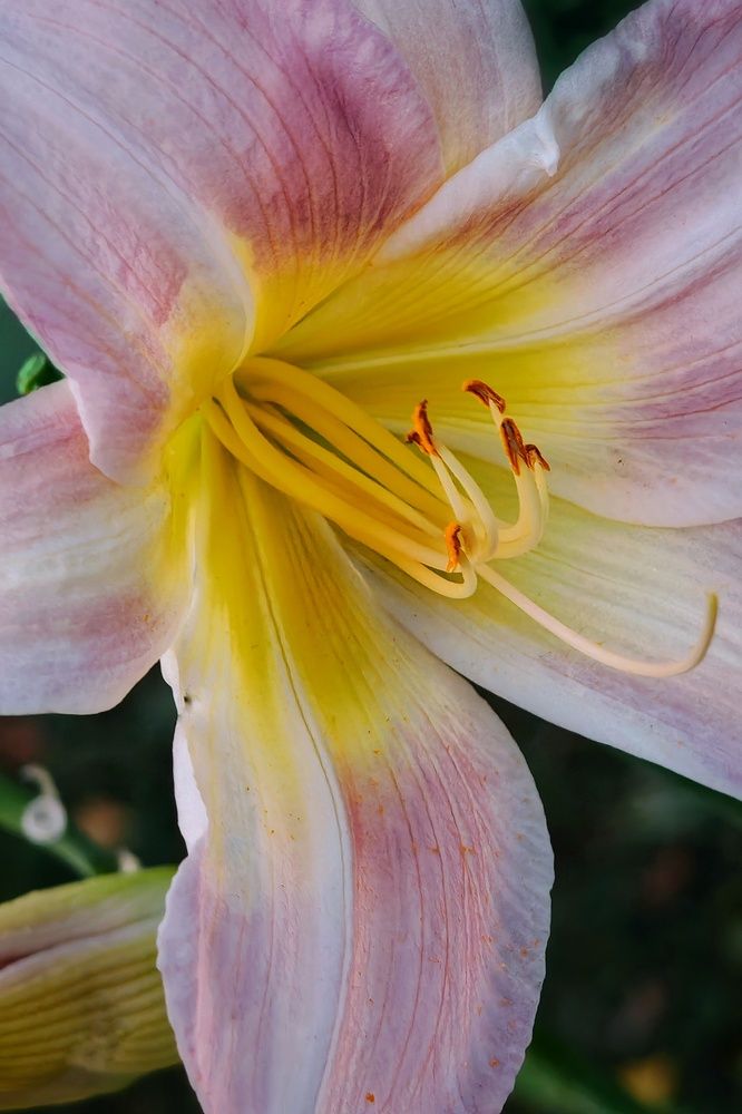 Photograph by Елена Белехова