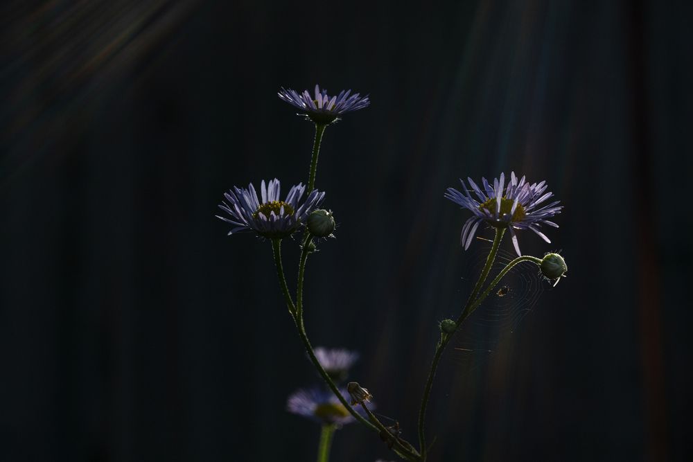 Фотография автора Ирина Гриценко
