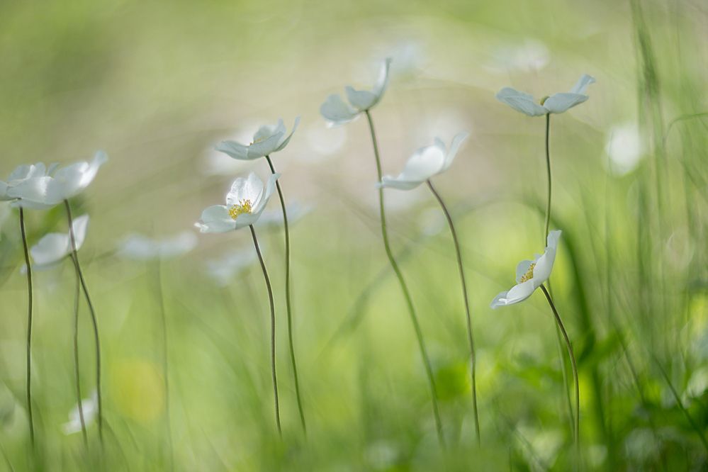 Photograph by Koledova Irina