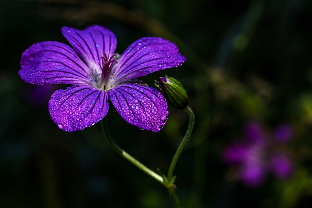 Фотография автора Ирина Гриценко