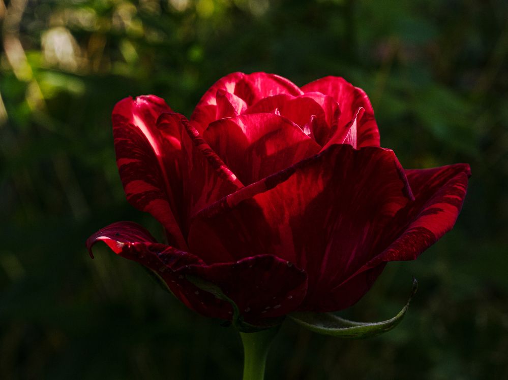 Фотография автора Ирина Гриценко