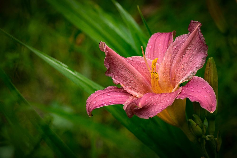 Photograph by Александр Войтко