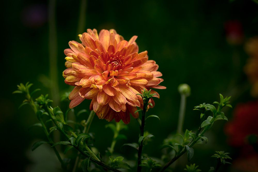 Photograph by Александр Войтко