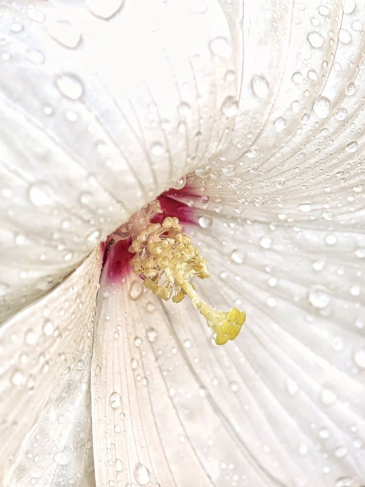 Бутон в каплях дождя