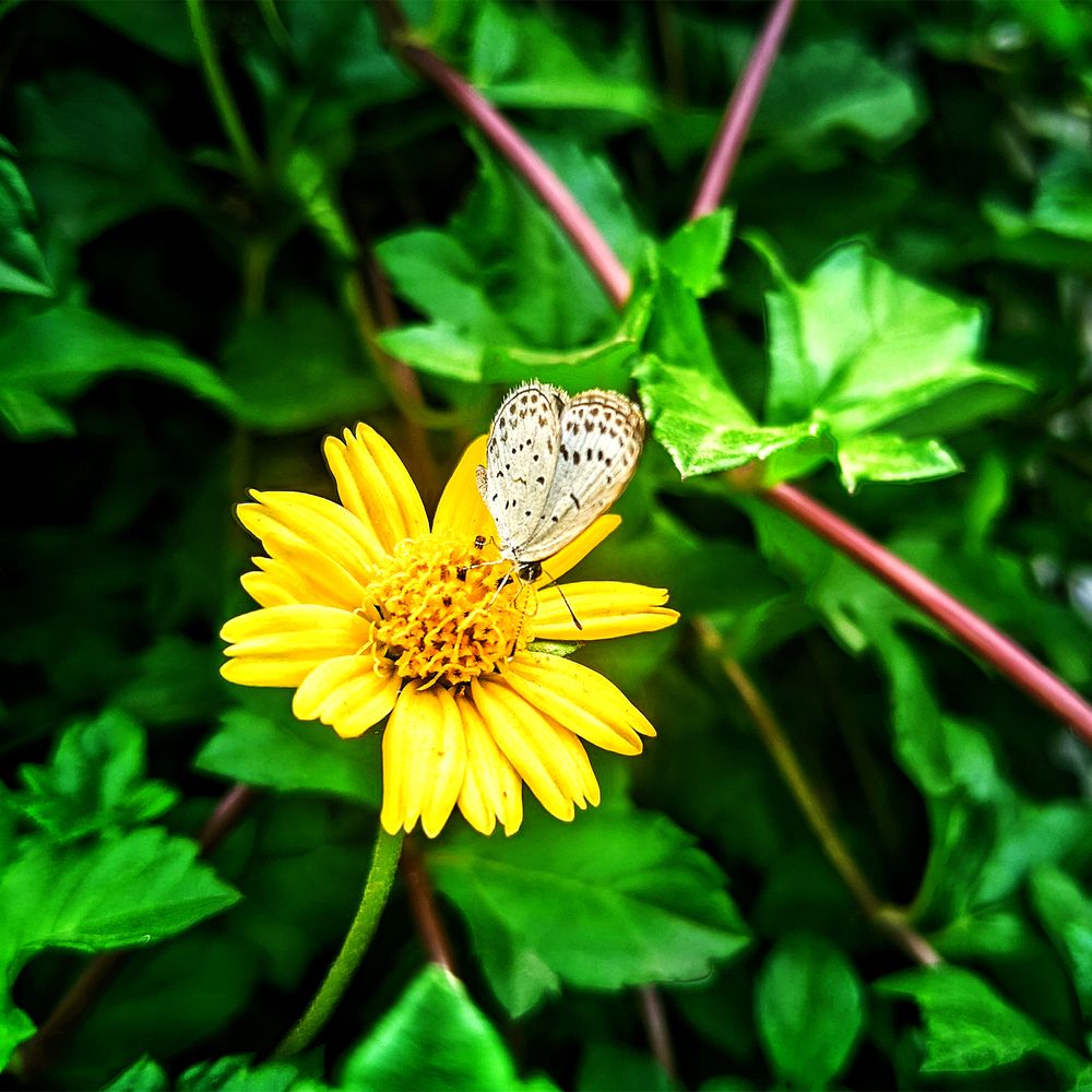 Photograph by Arif Islam