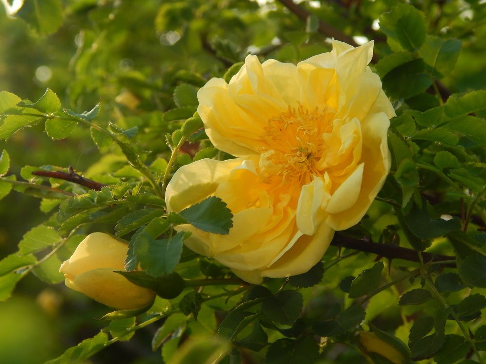 Желтый шиповник.