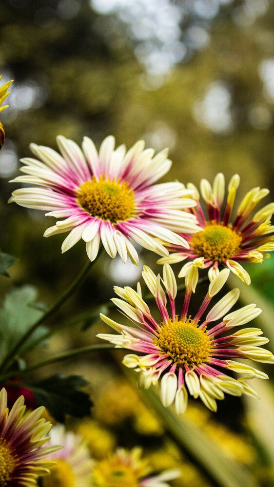 Photograph by GURPREET SINGH