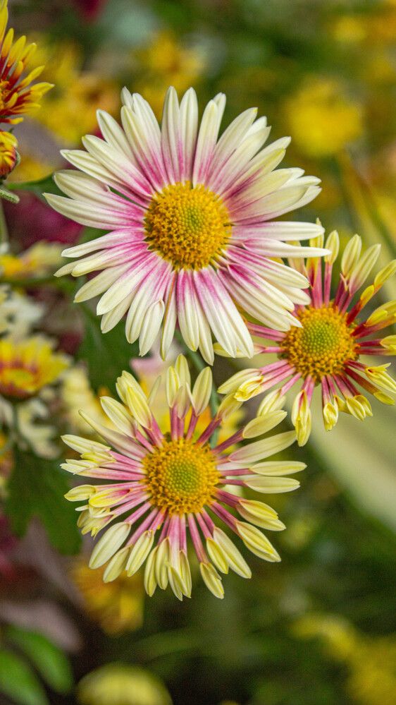 Photograph by GURPREET SINGH