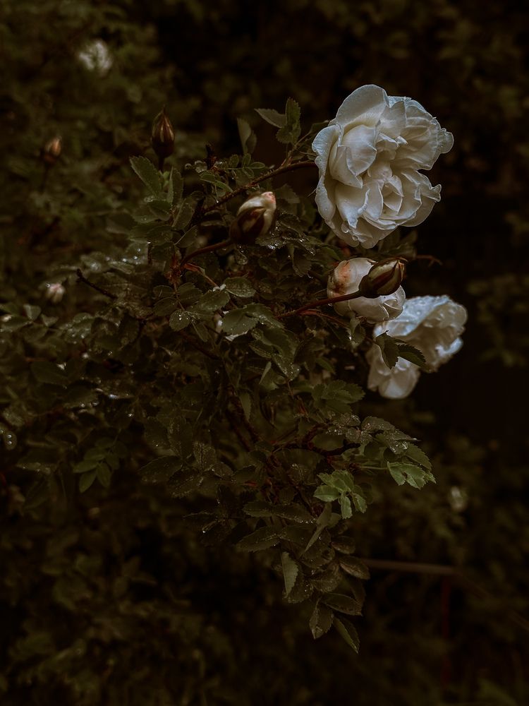 Фотография автора Татьяна Шайпак