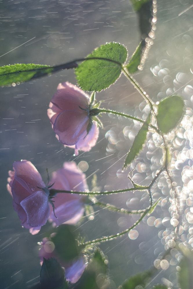 Photograph by Юлия Марфонова