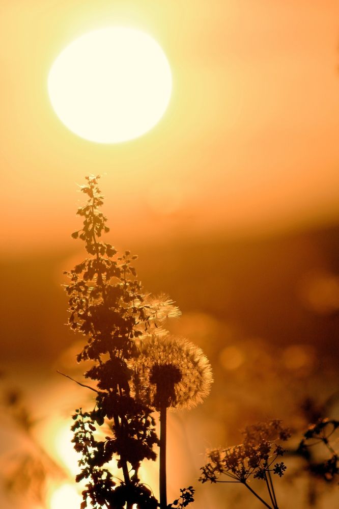 В вихре лета..