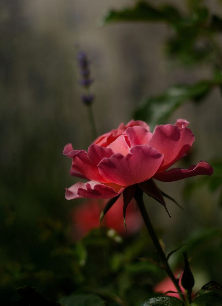 Photograph by Юлия Марфонова