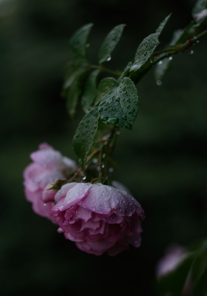 Photograph by Юлия Марфонова