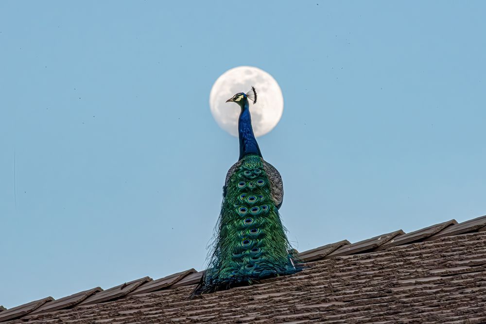 Dance of Majesty beneath the Moon